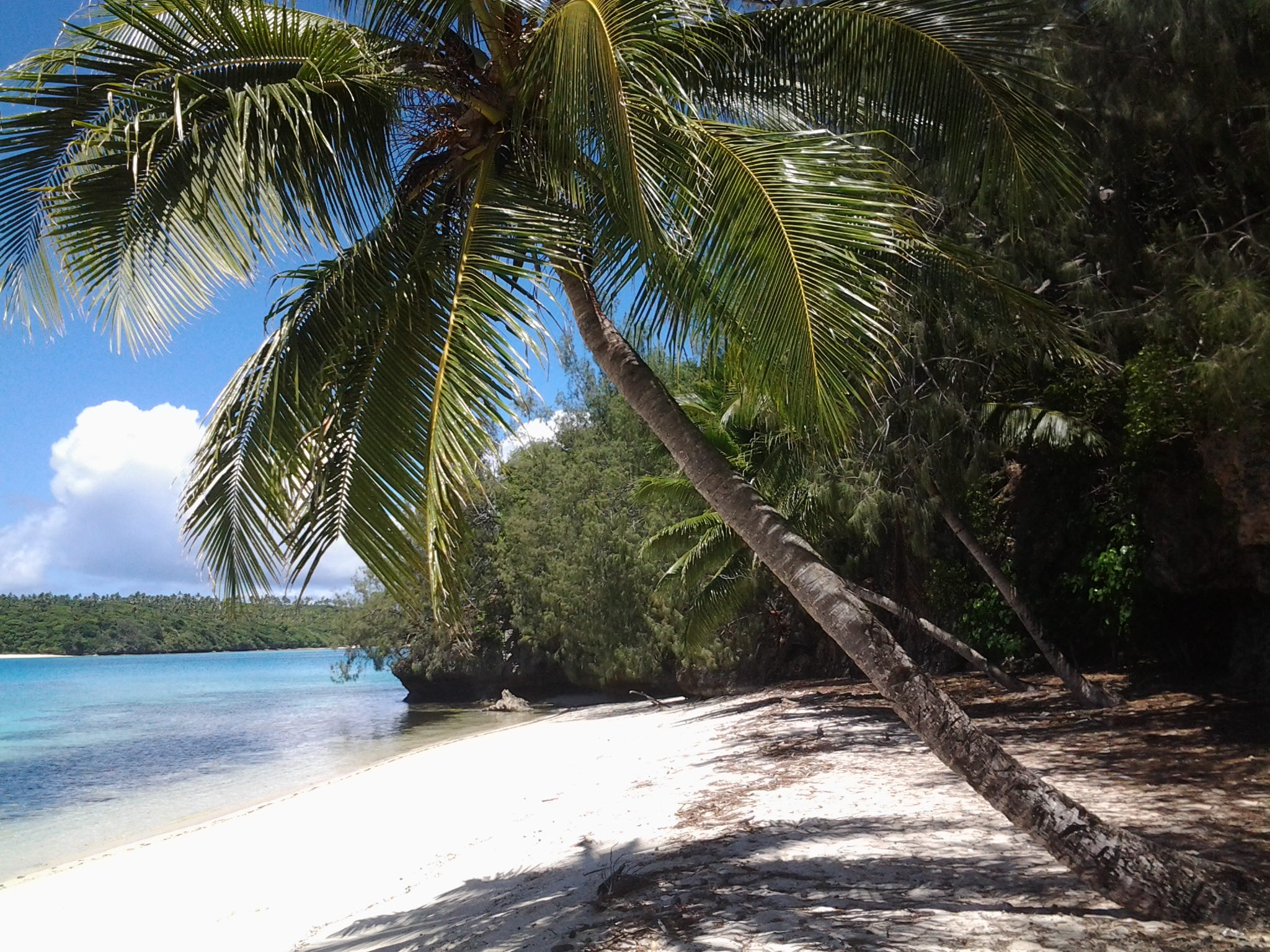 Are We Sinking? Notes From Tonga by Robert Bryce