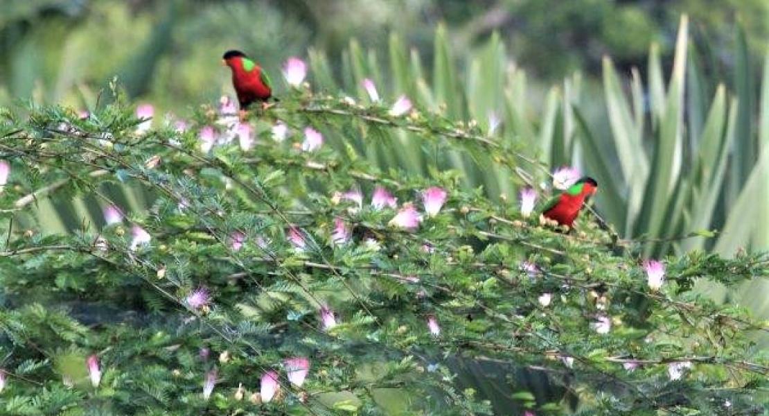 Flora Tropical Botanical Gardens, Savusavu, Fiji Islands