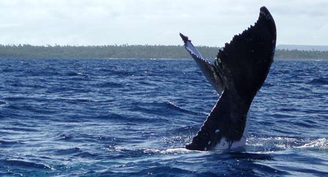 Land for sale in Vavau Island Group, Tonga, South Pacific