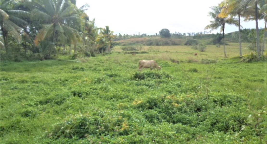 Agricultural freehold land for sale in Vanua Levu, Fiji islands