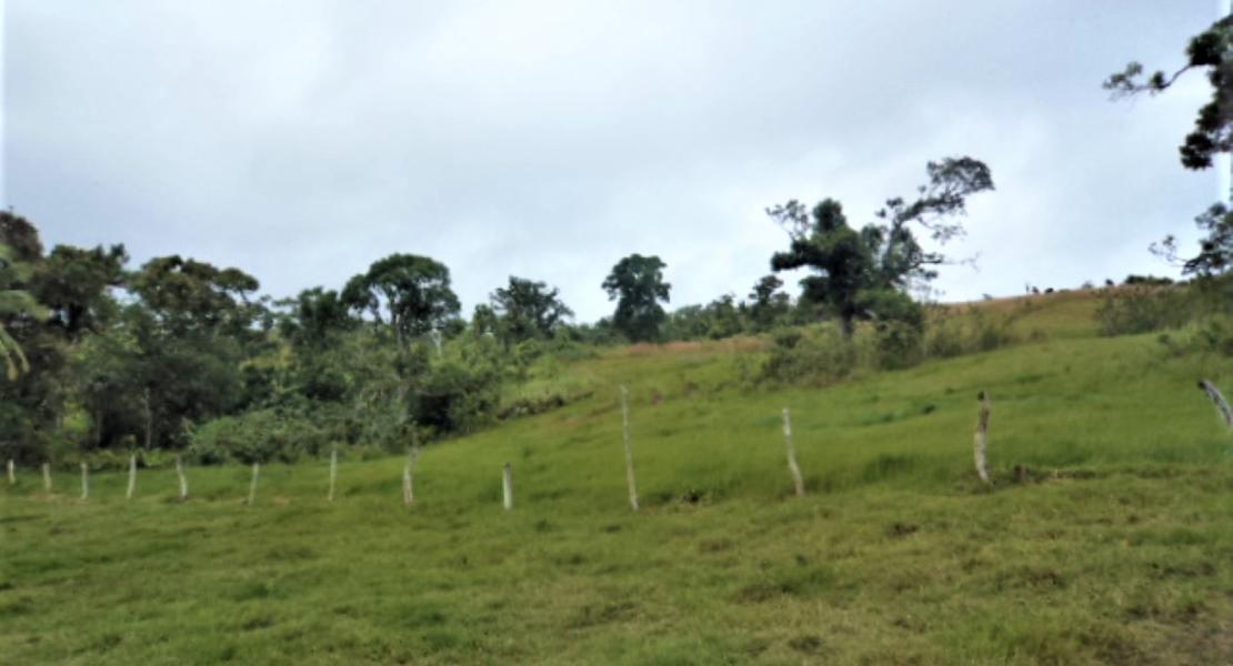 Agricultural freehold land for sale in Vanua Levu, Fiji islands