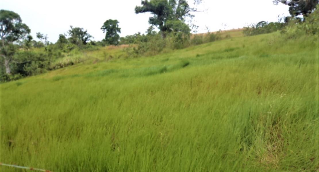 Agricultural freehold land for sale in Vanua Levu, Fiji islands