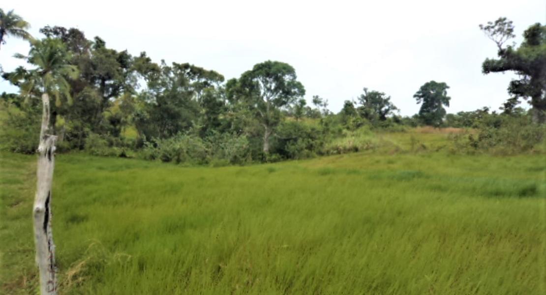 Agricultural freehold land for sale in Vanua Levu, Fiji islands