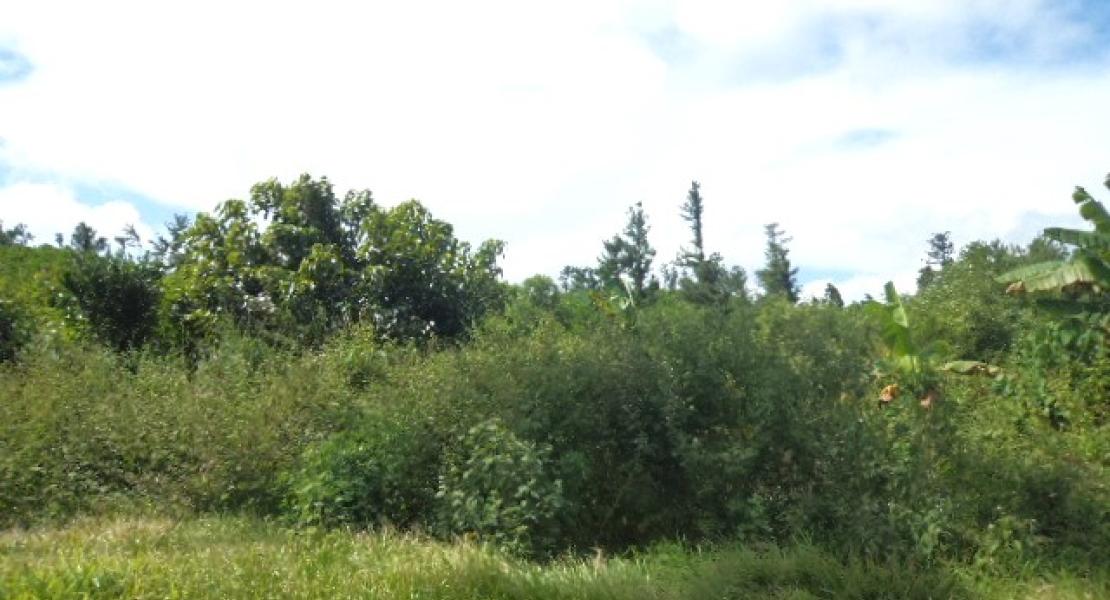 35 acre property located in Vunivau Bua, Vanua Levu, Fiji