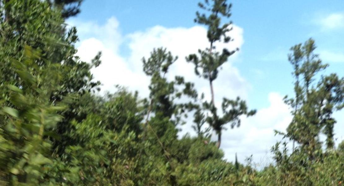 35 acre property located in Vunivau Bua, Vanua Levu, Fiji