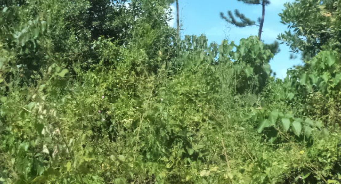 35 acre property located in Vunivau Bua, Vanua Levu, Fiji