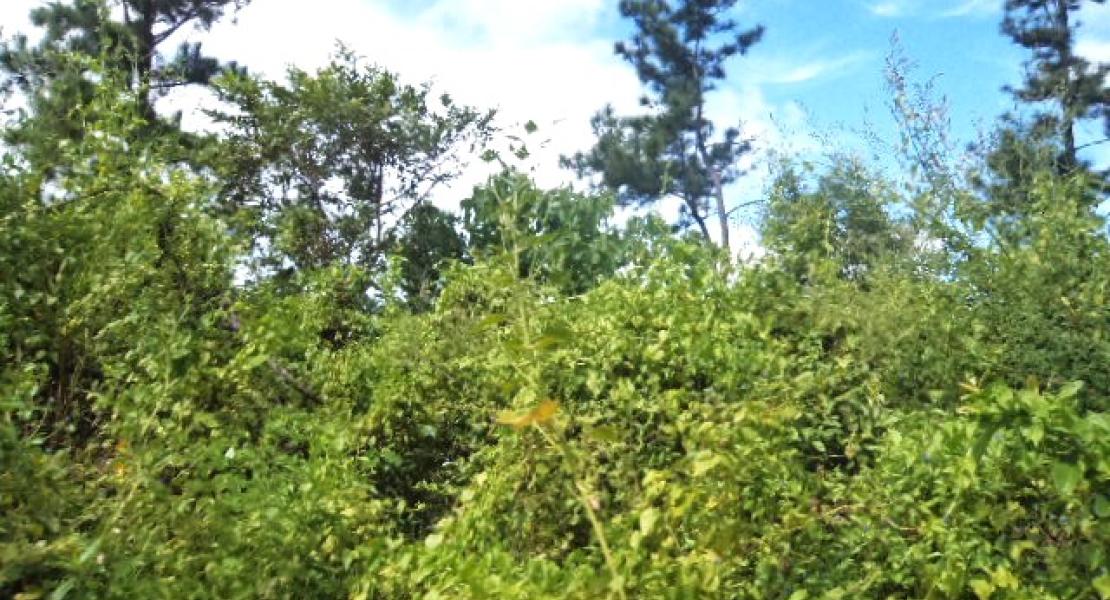 35 acre property located in Vunivau Bua, Vanua Levu, Fiji